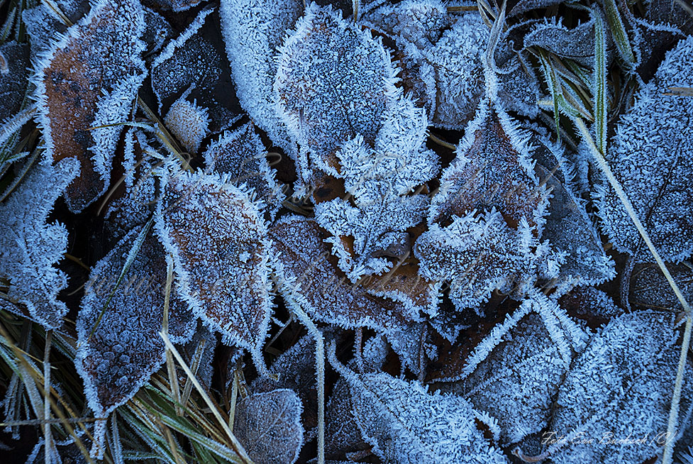 Foto av Eva Bucksch